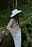 Filted Cowboy Hat