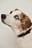 Basic Leather Dog Collar