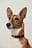 Basic Leather Dog Collar