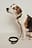 Basic Leather Dog Leash