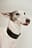 Wide Leather Dog Collar